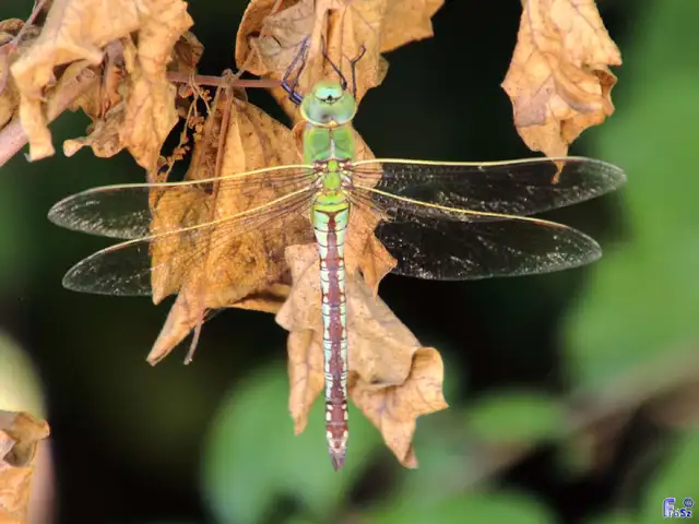 Anax imperator - zöld óriásacsa