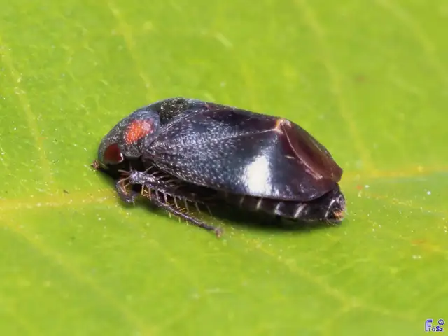 Penthimia nigra - fekete kabóca Penthimia nigra - fekete kabóca