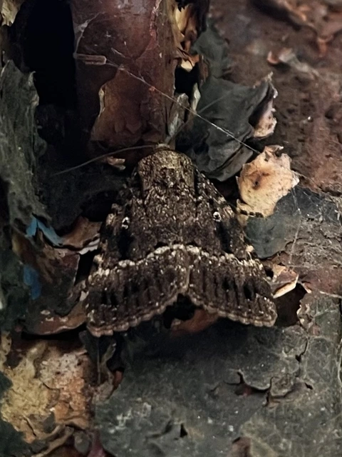Amphipyra pyramidea - fahéjszínű bagoly