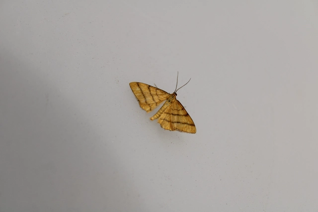 Idaea aureolaria - aranyos sávosaraszoló