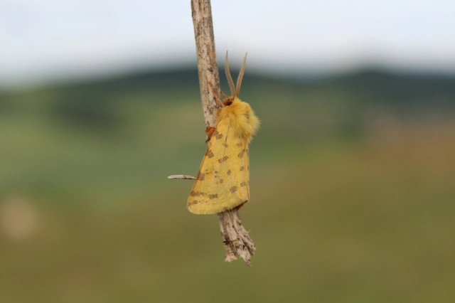 Rhyparia purpurata - bíborszínű medvelepke