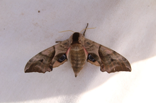 Smerinthus ocellatus - esti pávaszem
