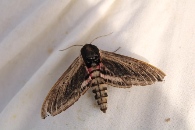 Sphinx ligustri - fagyalszender