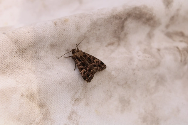 Heliophobus reticulata - fehéreres kertibagoly