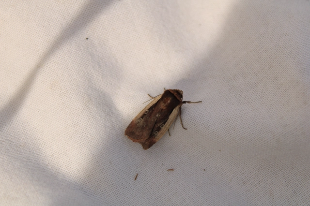 Ochropleura plecta - fehérszegélyű fűbagoly
