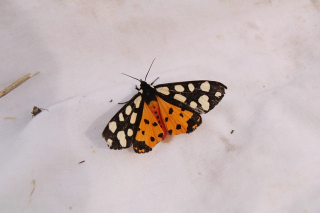 Arctia villica - fekete medvelepke