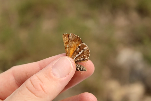 Bupalus piniaria - fenyőaraszoló