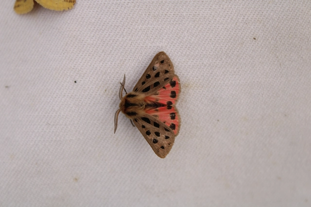 Chelis maculosa - foltos medvelepke
