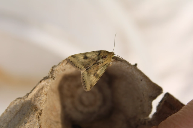 Heliothis adaucta - somkóróbagoly