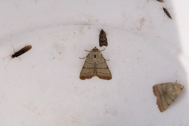 Charanyca trigrammica - háromsávos lombbagoly