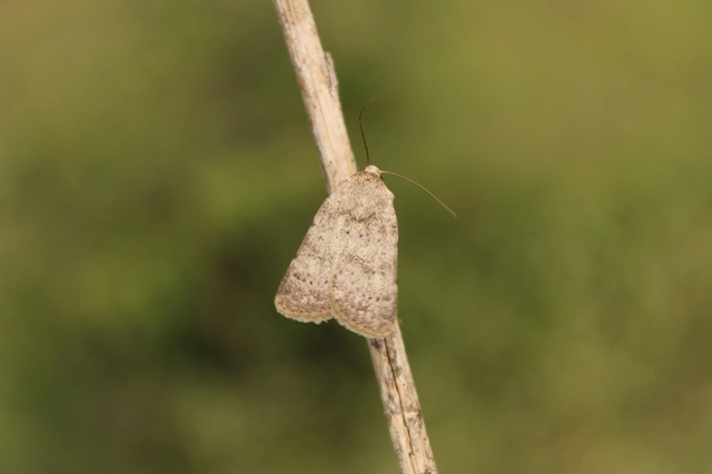 Hoplodrina respersa - bogáncs-selymesbagoly