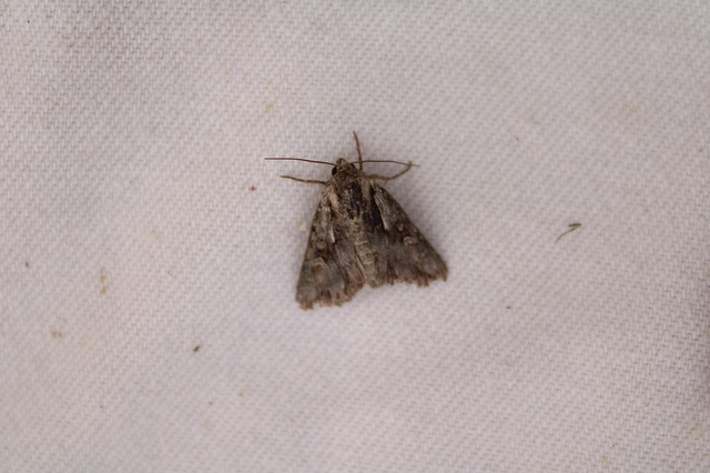 Chloantha hyperici - orbáncfű-sugarasbagoly