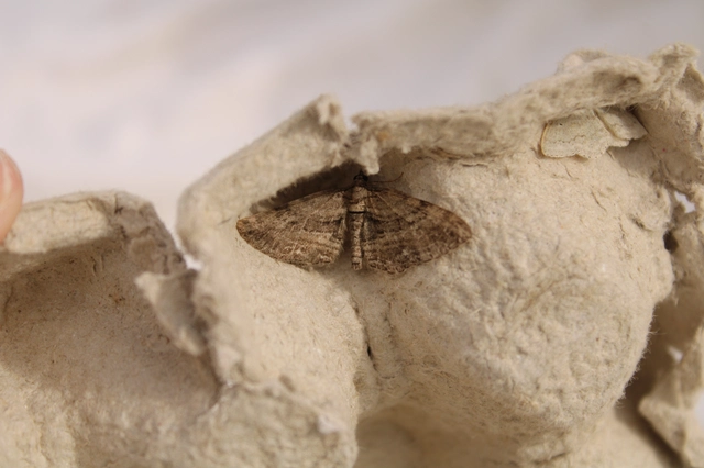 Orthonama obstipata - vándoraraszoló