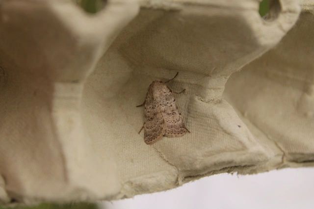 Hoplodrina respersa - bogáncs-selymesbagoly