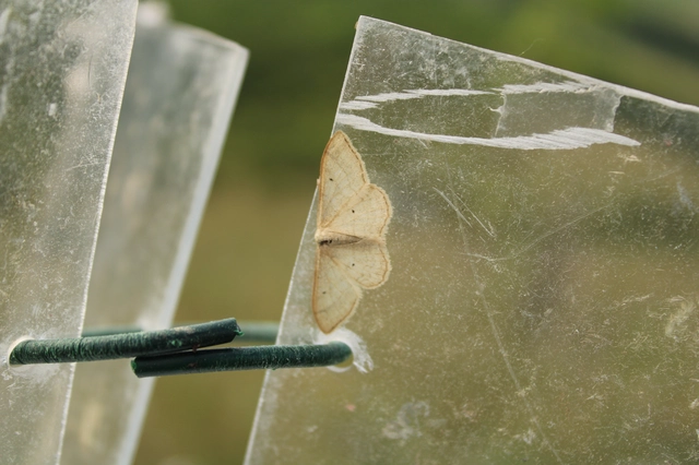 Idaea straminata - szalmasárga sávosaraszoló