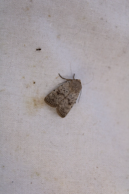 Hoplodrina respersa - bogáncs-selymesbagoly
