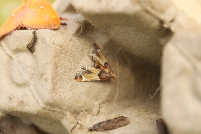 Pyralis farinalis - lisztilonca