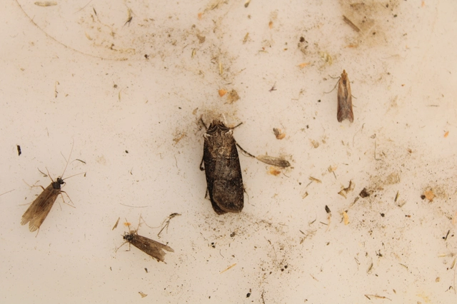 Agrotis clavis - zömök földibagoly