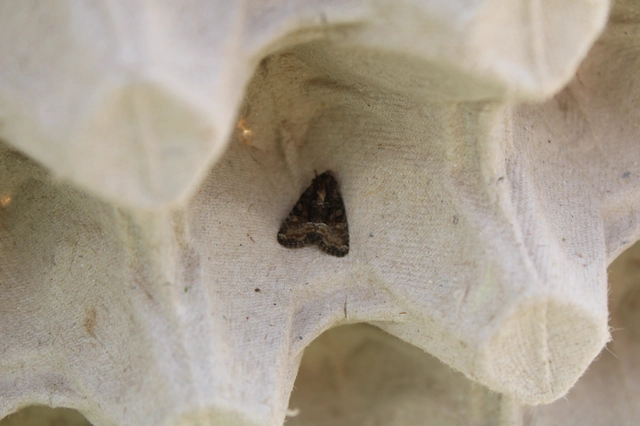 Oligia strigilis/latruncula/versicolor