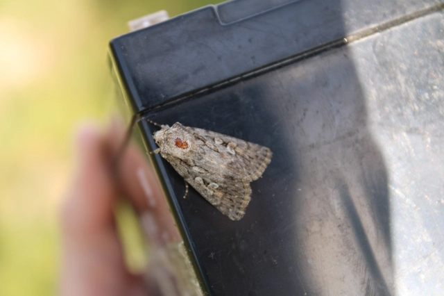 Dichagyris forcipula - szürkésbarna földibagoly