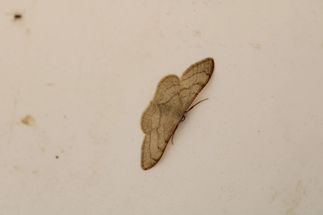 Idaea deversaria - egyszínű sávosaraszoló