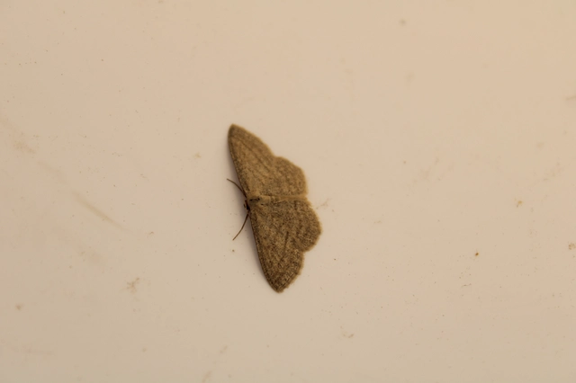 Scopula virgulata - vesszős sávosaraszoló