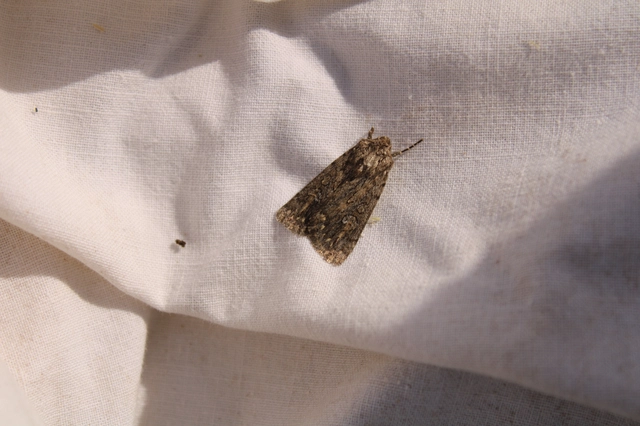 Dichagyris forcipula - szürkésbarna földibagoly