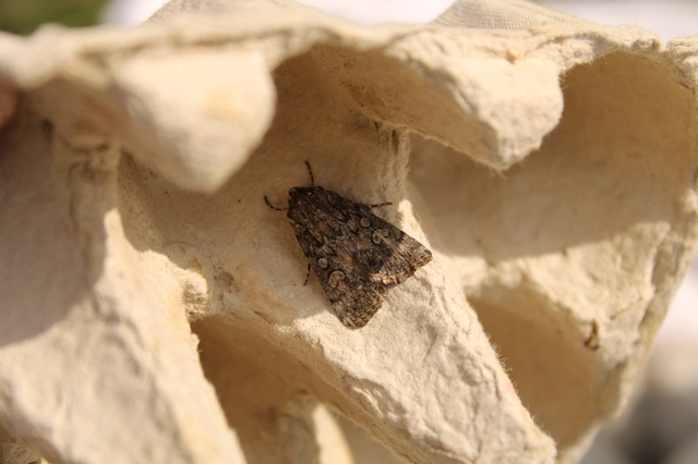 Dichagyris forcipula - szürkésbarna földibagoly