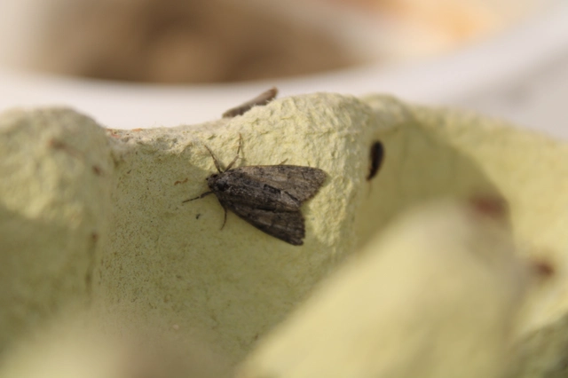 Cryphia fraudatricula - homoki zuzmóbagoly