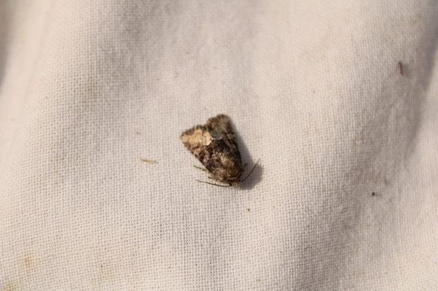 Oligia strigilis/latruncula/versicolor
