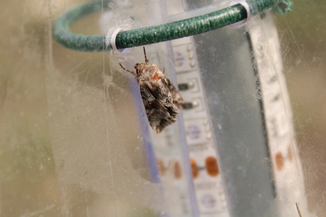 Chloantha hyperici - orbáncfű-sugarasbagoly