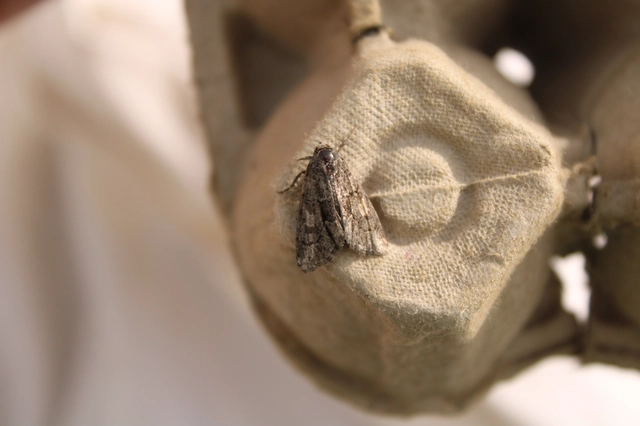Cryphia fraudatricula - homoki zuzmóbagoly