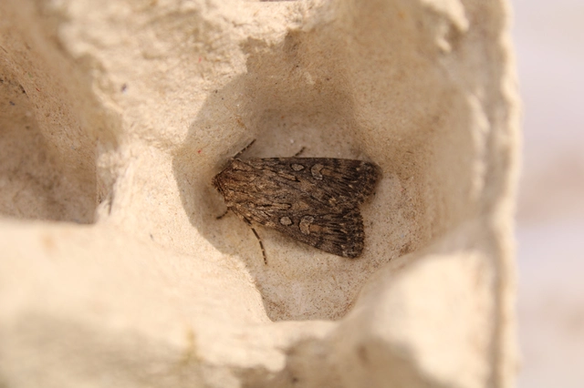 Dichagyris forcipula - szürkésbarna földibagoly
