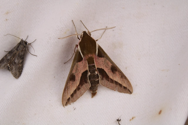 Hyles euphorbiae - kutyatejszender