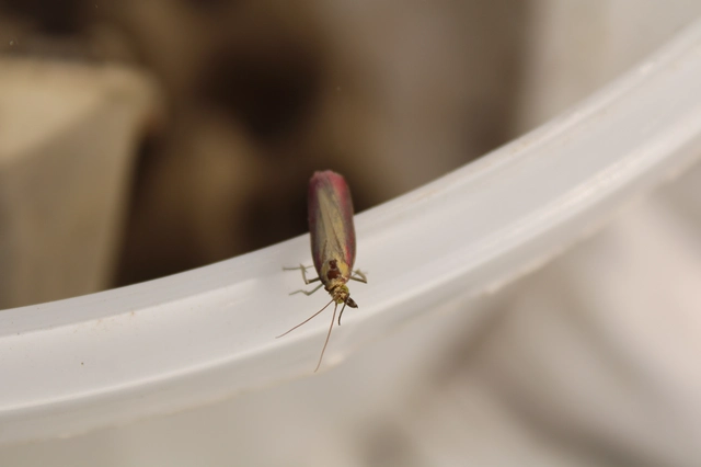 Oncocera semirubella - lucernamoly