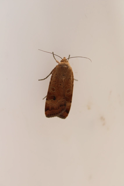 Noctua interposita - köztes sárgafűbagoly