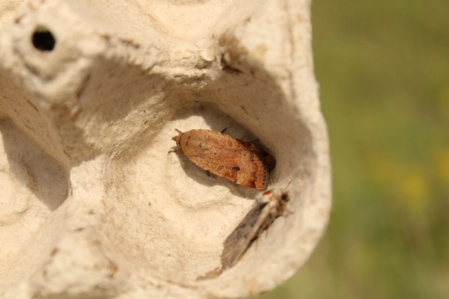 Noctua interposita - köztes sárgafűbagoly