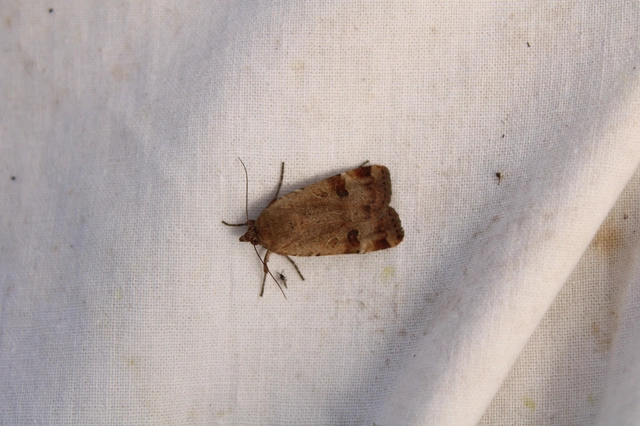 Noctua interposita - köztes sárgafűbagoly