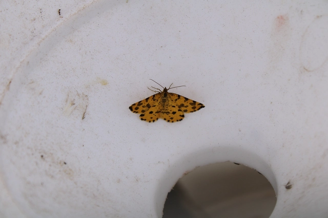 Pseudopanthera macularia - párducfoltos araszoló