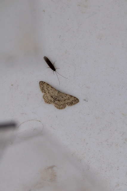 Scopula marginepunctata - pettyes sávosaraszoló