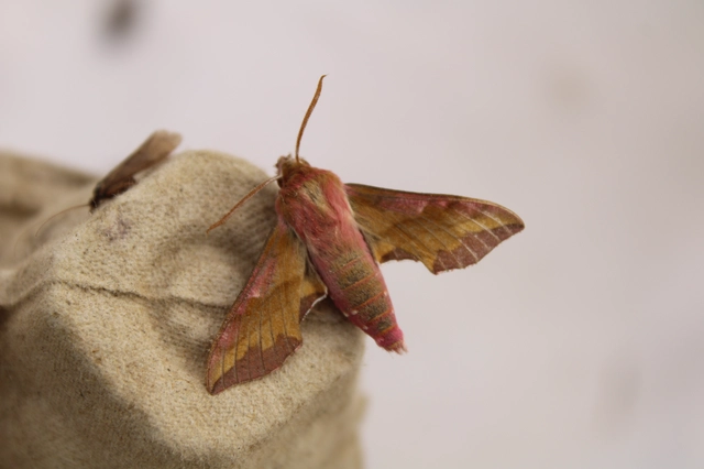 Deilephila porcellus - piros szender
