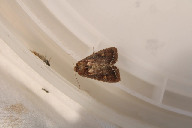 Lacanobia oleracea - saláta-kertibagoly