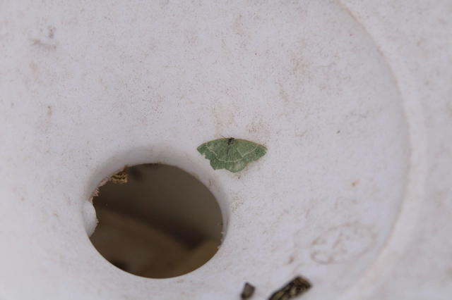Chlorissa viridata/cloraria