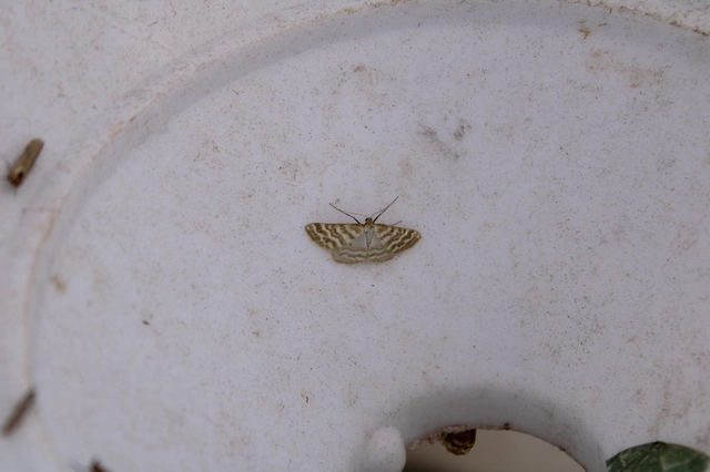 Idaea sericeata - selymes sávosaraszoló