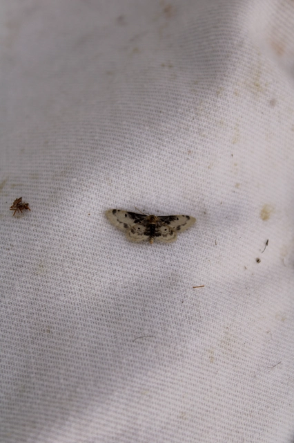 Idaea filicata - sötéttövű apróaraszoló