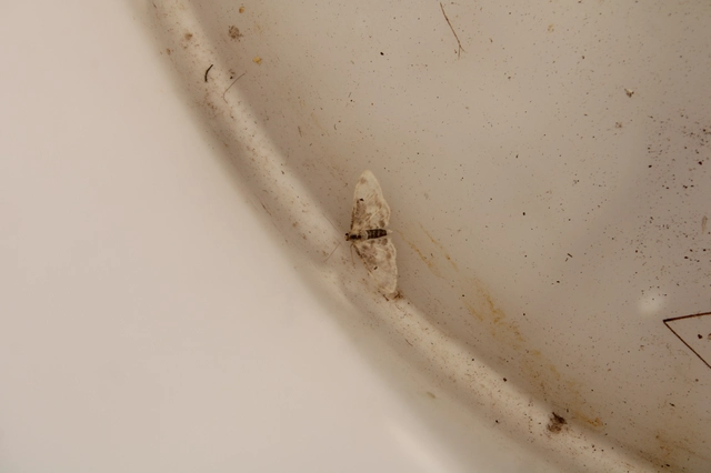 Idaea filicata - sötéttövű apróaraszoló