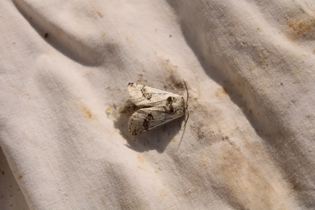 Parahypopta caestrum - spárgalepke