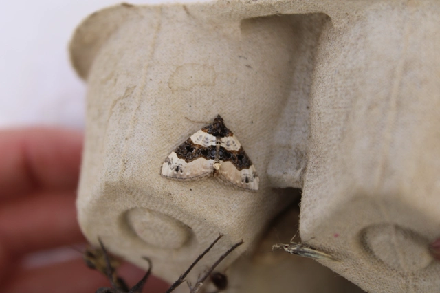Cosmorhoe ocellata - szemes galajaraszoló