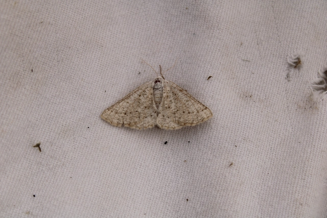 Dyscia conspersaria - sziklaüröm-araszoló