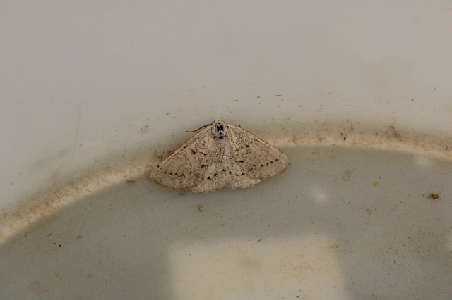 Dyscia conspersaria - sziklaüröm-araszoló